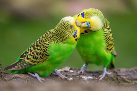 Budgerigar Bird