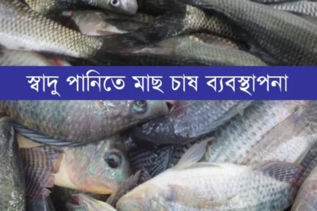 Fresh-water-fish-culture_agrobd24