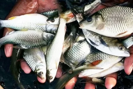 Mixed Fish Culture