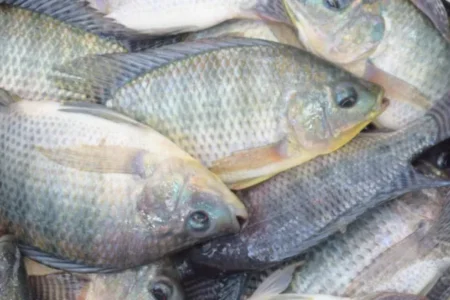 Tilapia fish farming