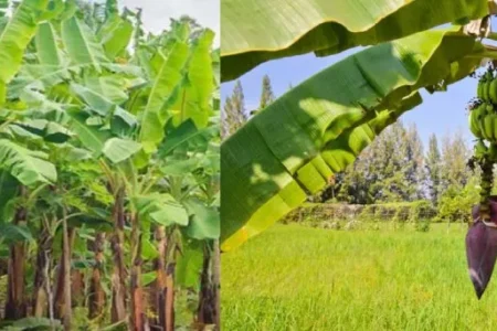 Banana Cultivation and Care