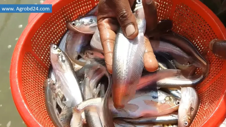 Modern and Profitable Culture Methods of Pabda Fish