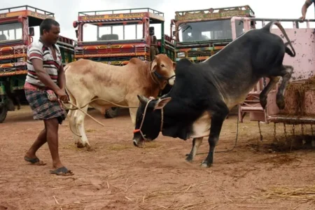 How to Spot a Healthy Sacrificial Cow ?