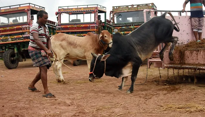 How to Spot a Healthy Sacrificial Cow ?