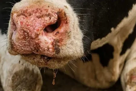 Foot and Mouth Disease (FMD)