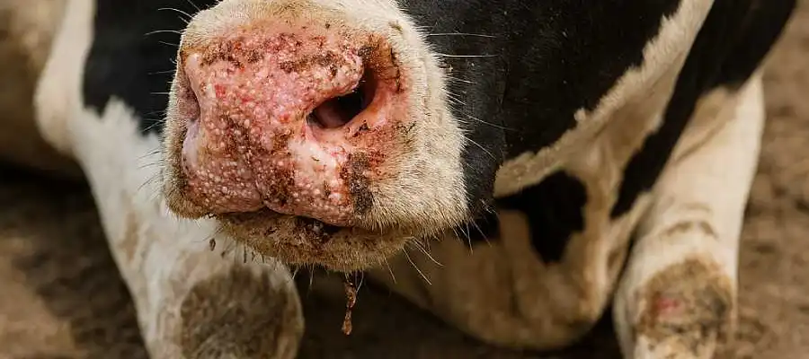 Foot and Mouth Disease (FMD)