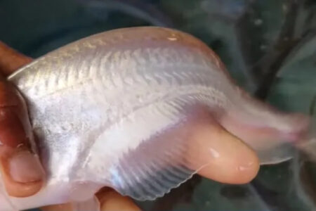 Modern and Profitable Culture Methods of Pabda Fish