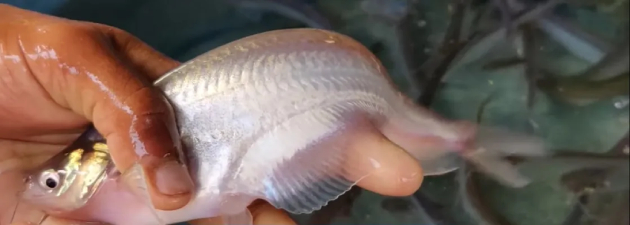 Modern and Profitable Culture Methods of Pabda Fish