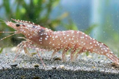 A simplified farmer's guide to managing major Vannamei shrimp diseases including White Spot, Vibriosis, EHP, and Black Gill Disease. Learn key symptoms, triggers, and biosecurity rules for a successful harvest