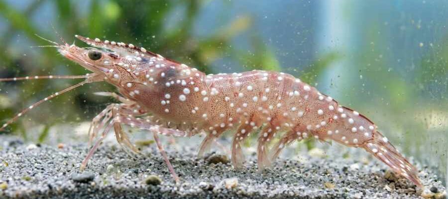 A simplified farmer's guide to managing major Vannamei shrimp diseases including White Spot, Vibriosis, EHP, and Black Gill Disease. Learn key symptoms, triggers, and biosecurity rules for a successful harvest