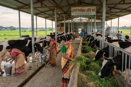 Increase Milk Production in Dairy Farms